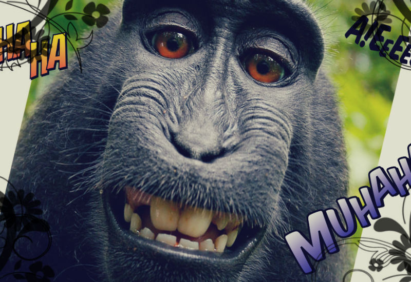 Sąd w USA rozstrzyga losy słynnego „Monkey Selfie”