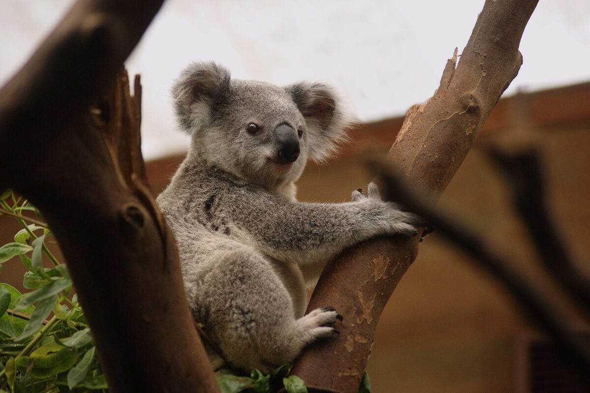 Australijskie banki będą weryfikowały dane odbiorców przelewów