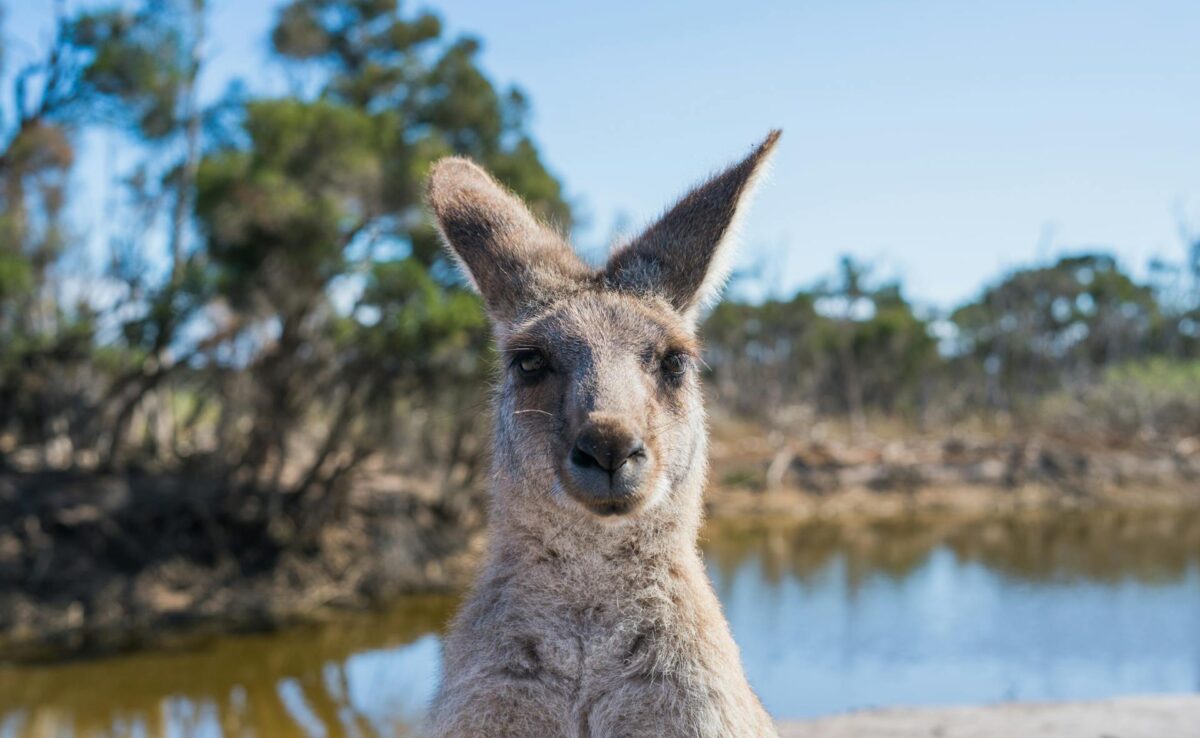 Australia planuje zniesienie dodatkowych opłat za płatności kartą
